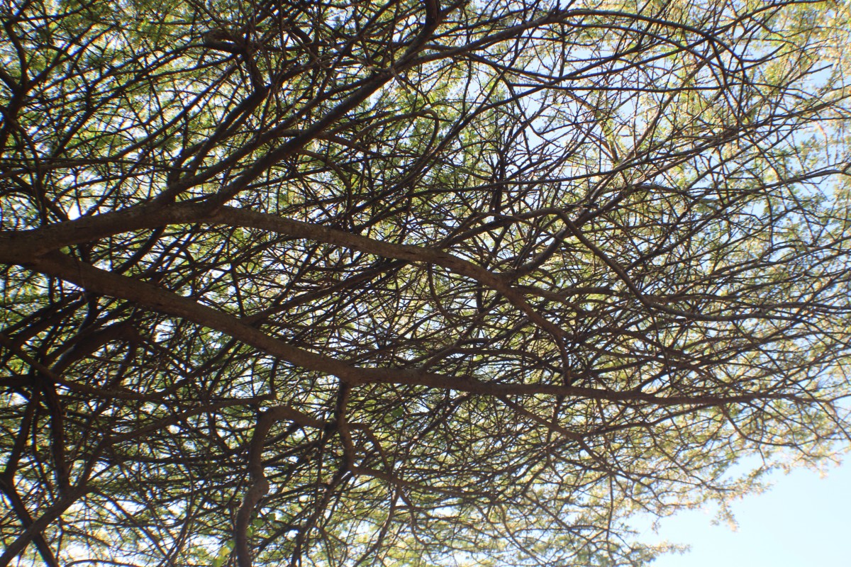 Vachellia planifrons (Wight & Arn.) Ragup., Seigler, Ebinger & Maslin